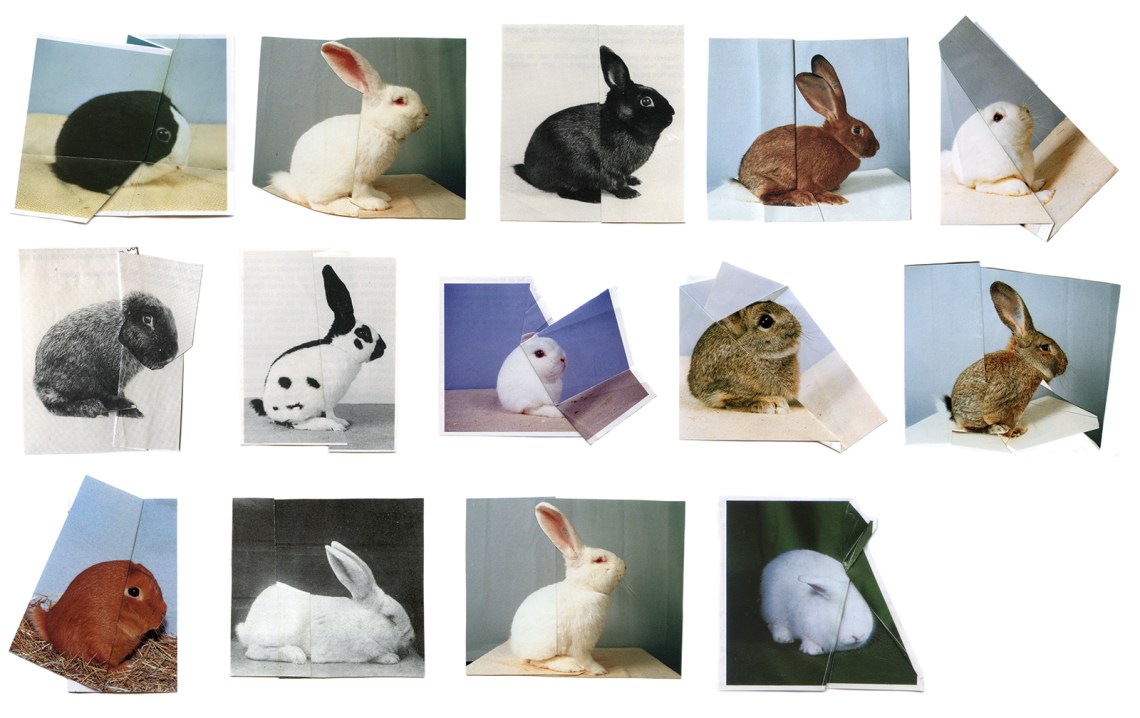 Konijnen (Bunnies); artwork by Ruth van Beek