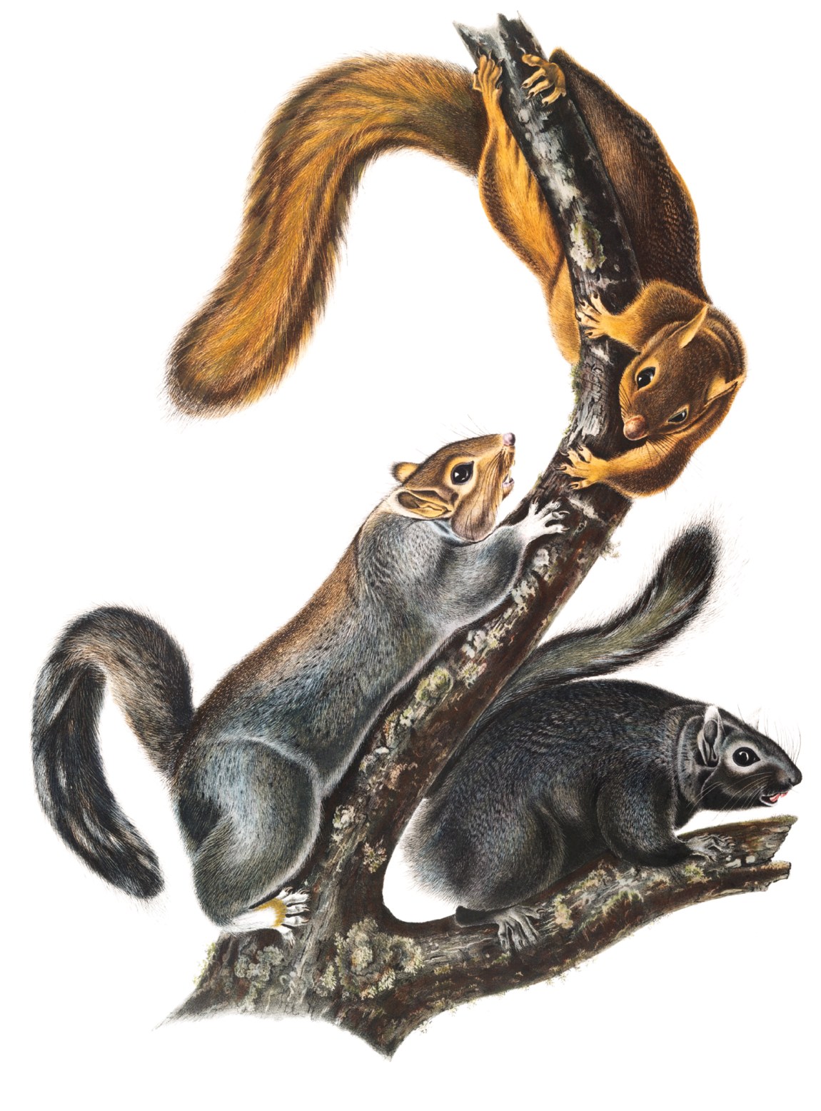 Cat Squirrel; lithograph by John James Audubon