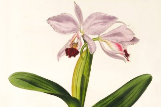 Orchid Frenzy